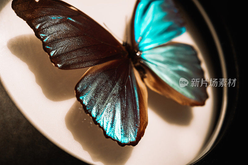 展示蓝色大闪蝶。昆虫学收集美丽的昆虫在针。野生自然的概念。
