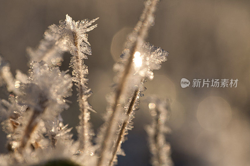 草叶上形成的冰晶。在夕阳的余晖中。