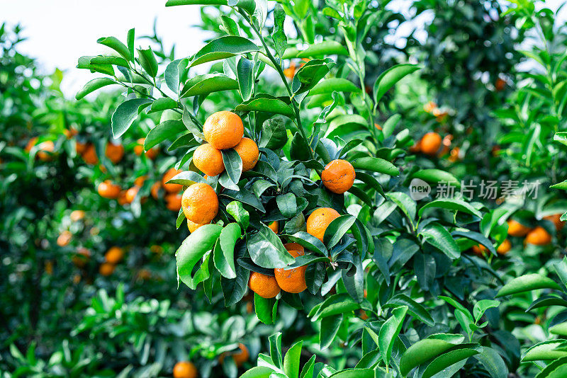 果树种植园树上的橘子
