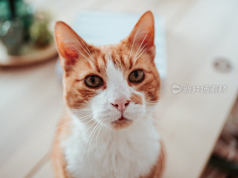 可爱的小黄猫