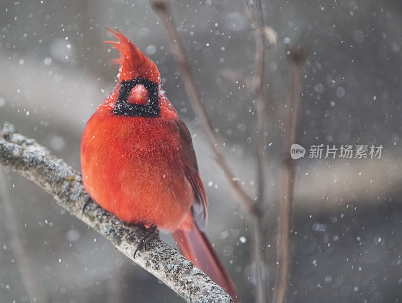 红衣主教在暴风雪