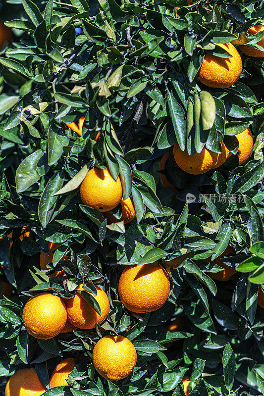 树上挂满了新鲜的橘子
