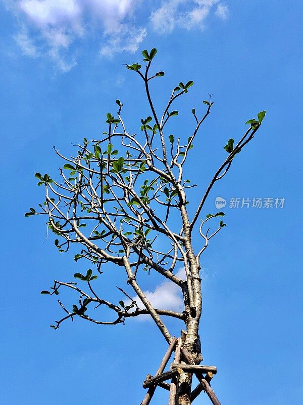 鲜绿鸡蛋花叶在树上