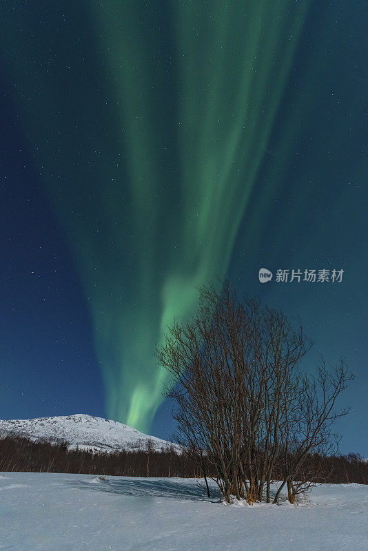 冬季，挪威北部Senja岛夜空中的北极光