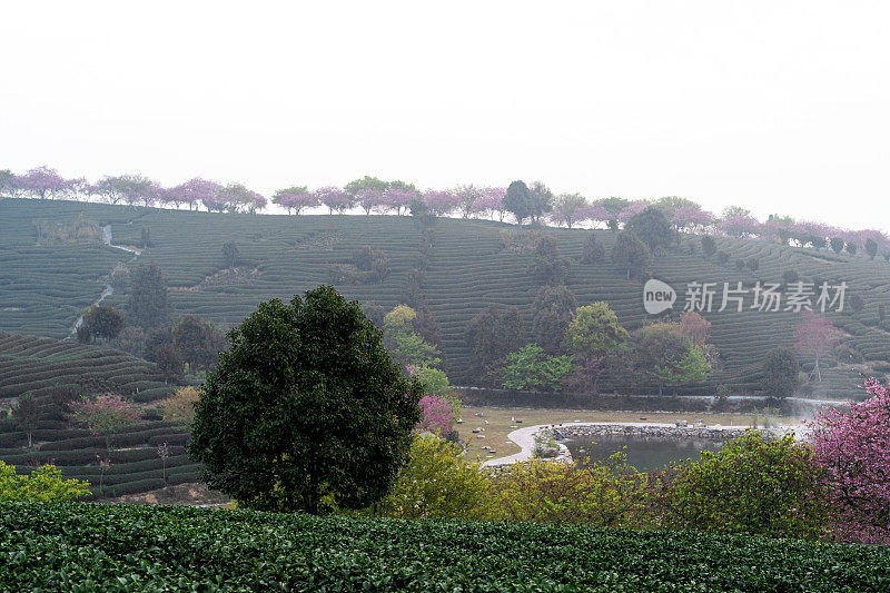 春天的茶园