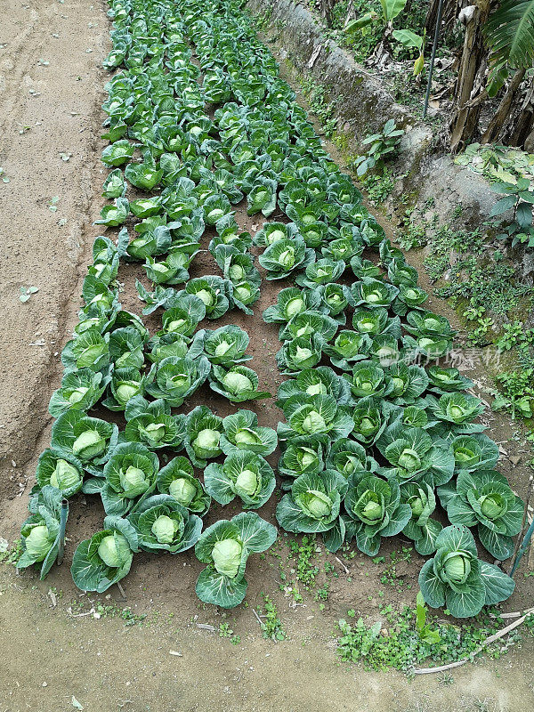 在香港大屿山梨树湾村的菜园里种植大白菜