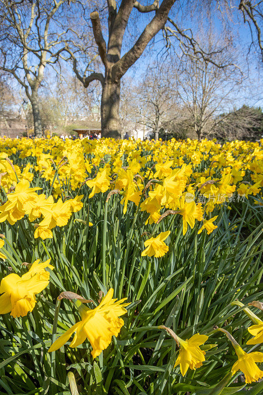 春天的水仙在圣詹姆斯公园在威斯敏斯特市，伦敦