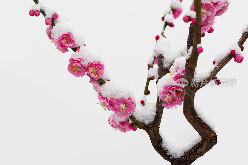 梅花在春天的雪地里盛开