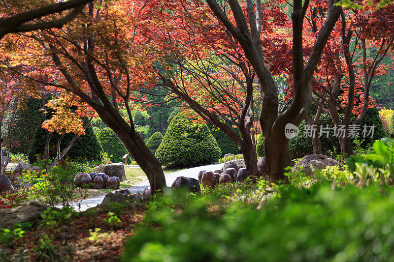 韩国花五彩缤纷的公园在春天的时候