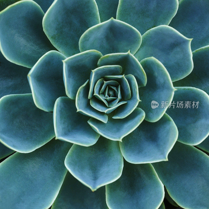 肉质植物，特写