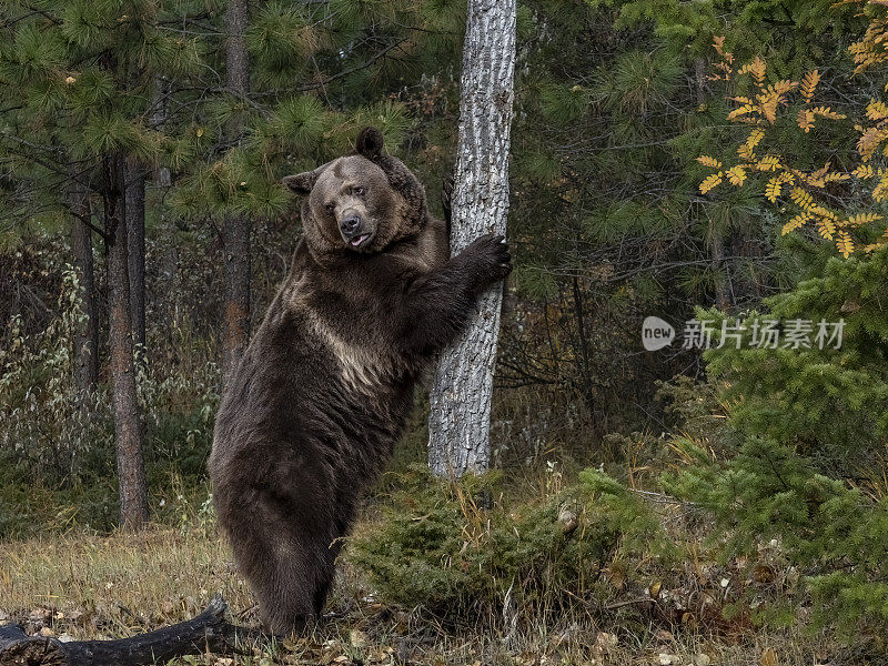 灰熊抓着一棵树，落下颜色俘虏