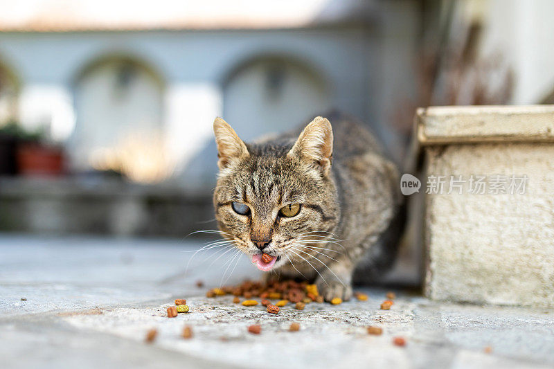 猫吃干粮