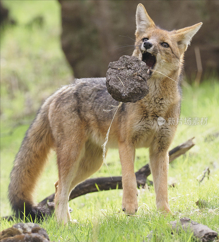 一只单独的安第斯灰狐或'Culpeo'在森林中玩耍