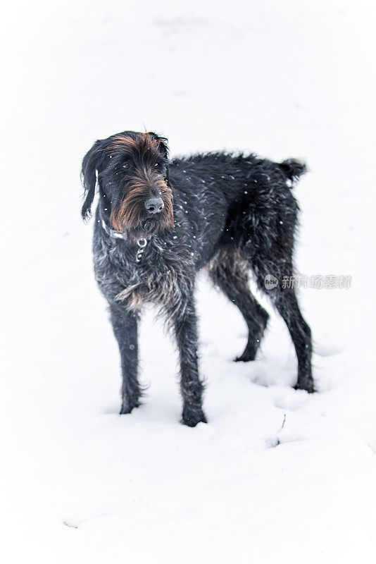 指针享受雪