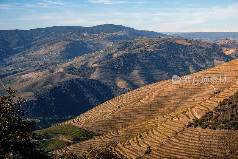 杜洛山谷葡萄园的风景