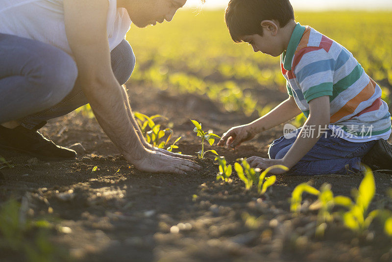 人的双手帮助把幼苗种在地里