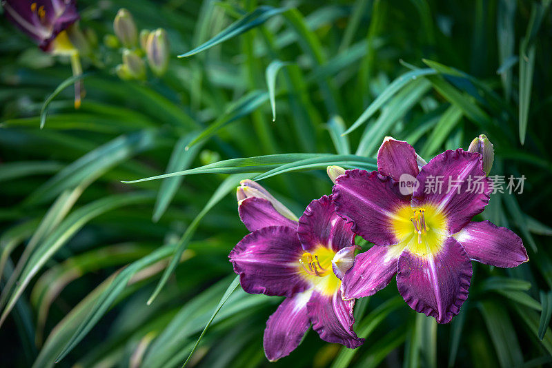 美丽的观赏花园(黄花菜)