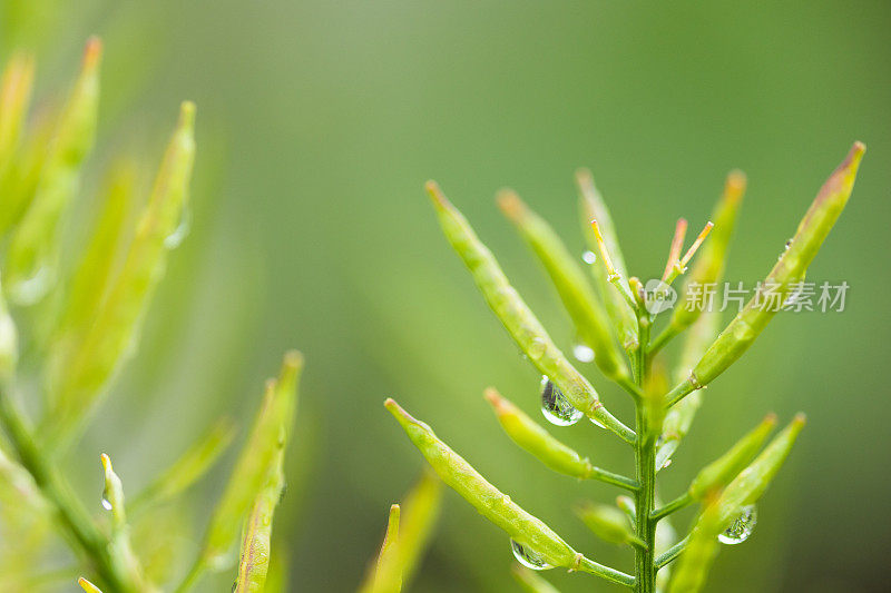 植物种子荚和水滴的宏观图像