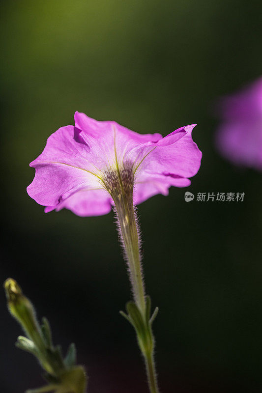 爬虫花朵特写