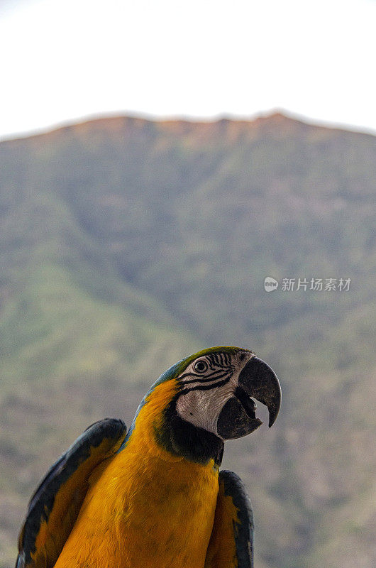 委内瑞拉加拉加斯的金刚鹦鹉
