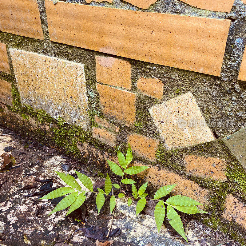 植物生长在陶瓷地板上