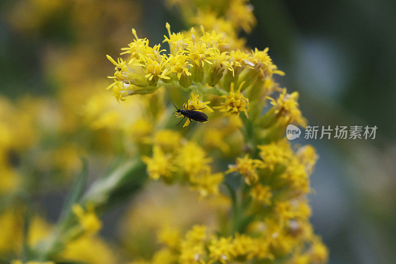 甲虫在金棒花头上。