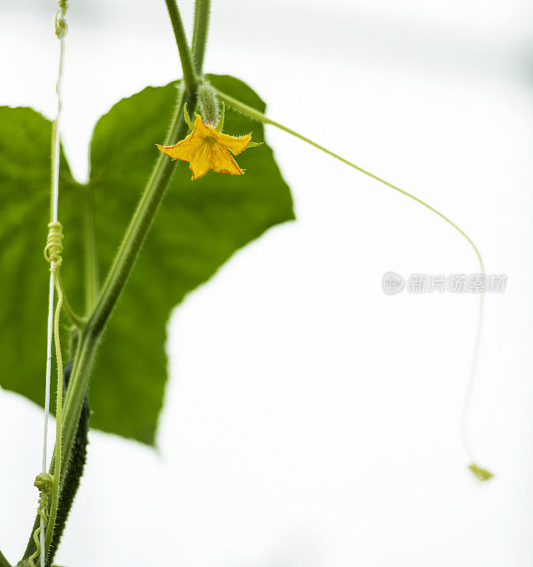 绿色有机蔬菜种植