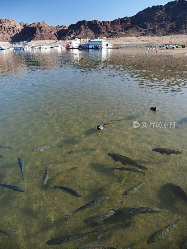 米德湖的鱼类和野生动物