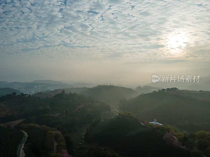 樱桃有机茶山鸟瞰图