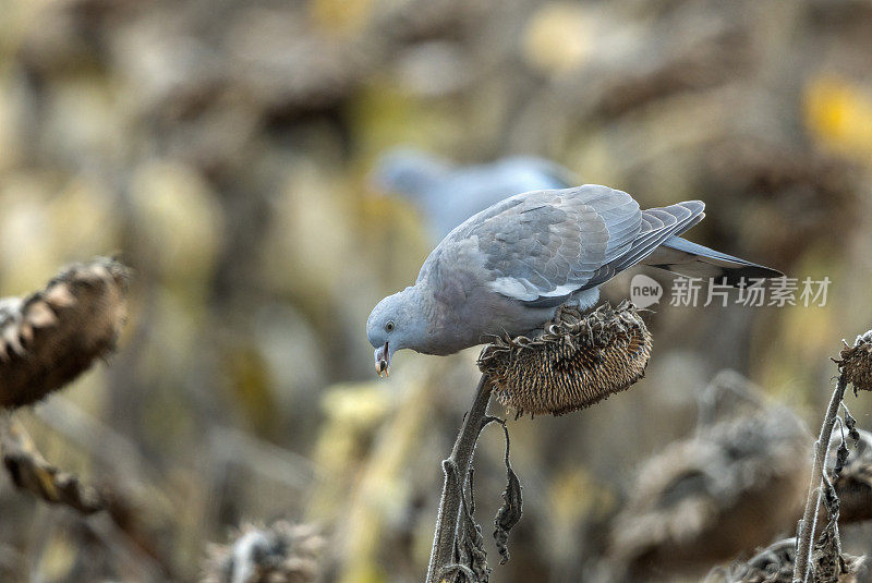 小白鸽(小白鸽)