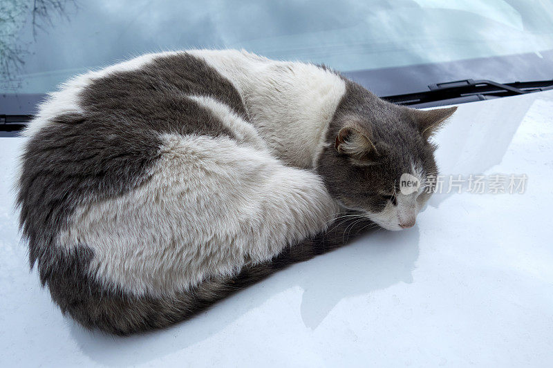 流浪猫在汽车上休息