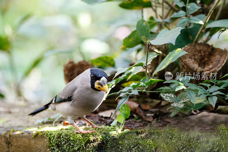 粗嘴鸟:成年日本粗嘴鸟或粗嘴鸟(粗嘴鸟)。