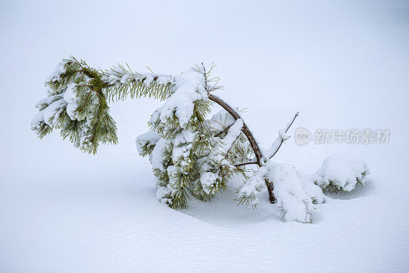 雪松