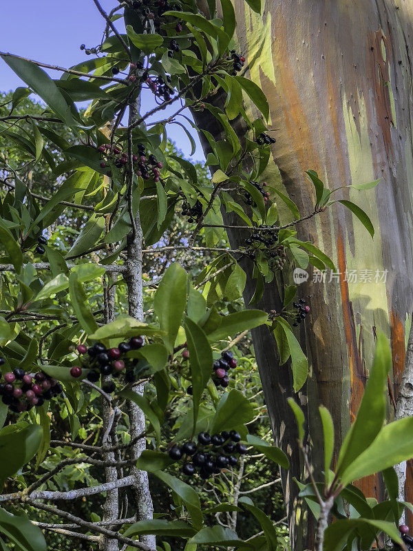 夏威夷毛伊岛哈纳高速公路附近的椭圆浆果和彩虹桉树