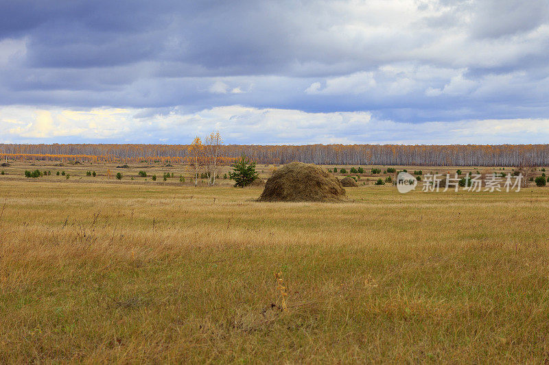 黄澄澄的，秋天的田野里堆着干草堆