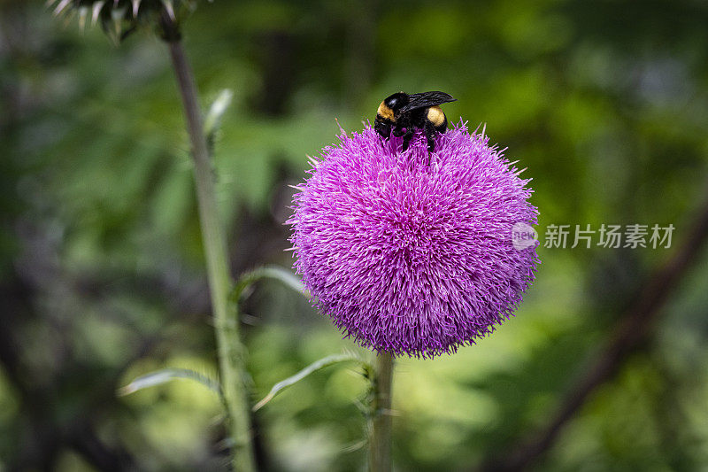 蜜蜂在蓟花上