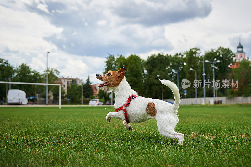 活泼可爱的狗狗在绿茵茵的草坪上奔跑。