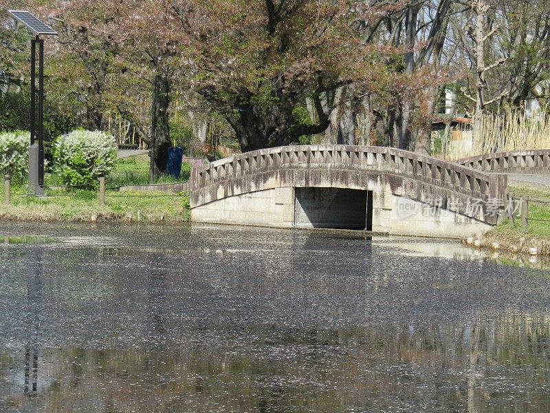 日本。4月。公园和池塘与拱形人行桥。