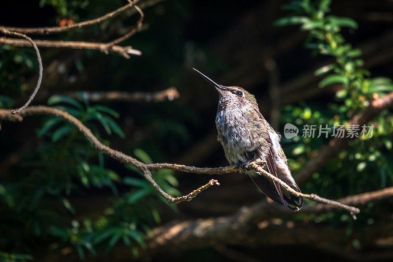 蜂鸟栖息在树枝上