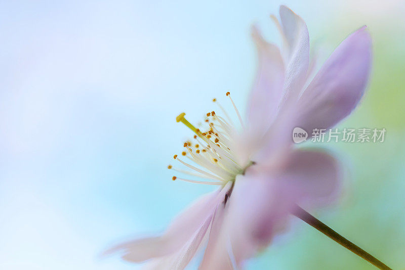 樱花花头