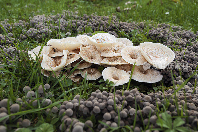 一片草地上有大量不同的蘑菇