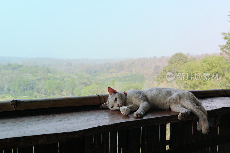 在亚洲山景城的户外露台上放松的猫