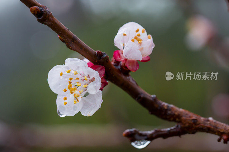 花儿预示着春天的到来