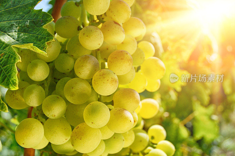 葡萄聚集在阳光的背景下