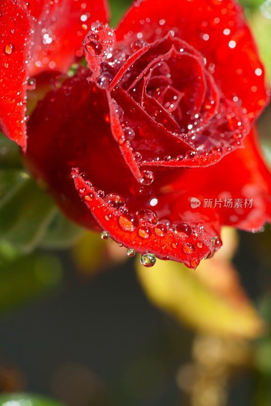 雨后的早晨红玫瑰