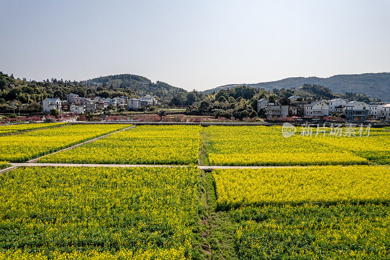 黄色的油菜花田在农村