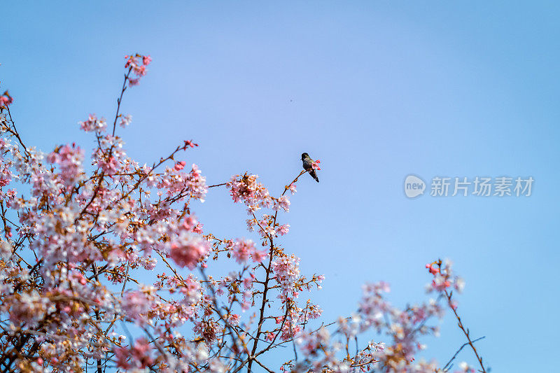 漂亮的粉红色日本樱花树