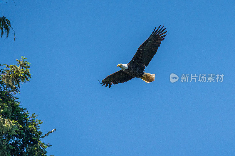 飞鹰即将飞