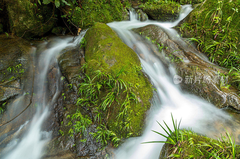 森林的自然美景。小溪在绿色苔藓森林的中心。山流。