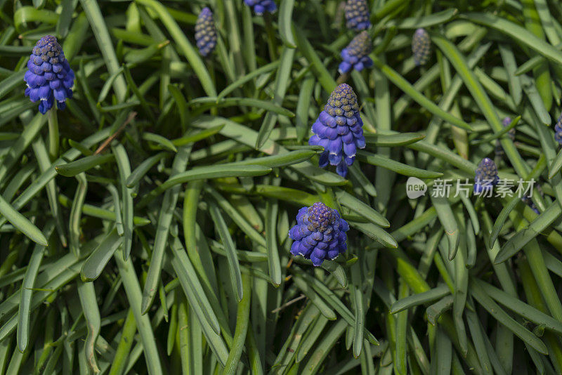 蓝色葡萄风信子花